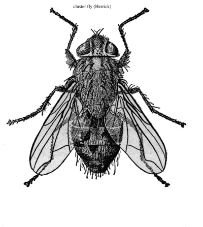A Fly