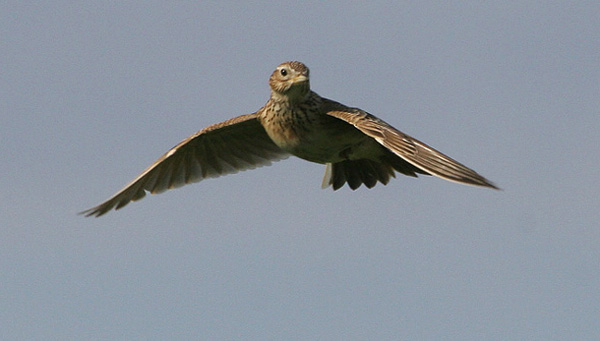Skylark