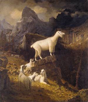 Lame Goat