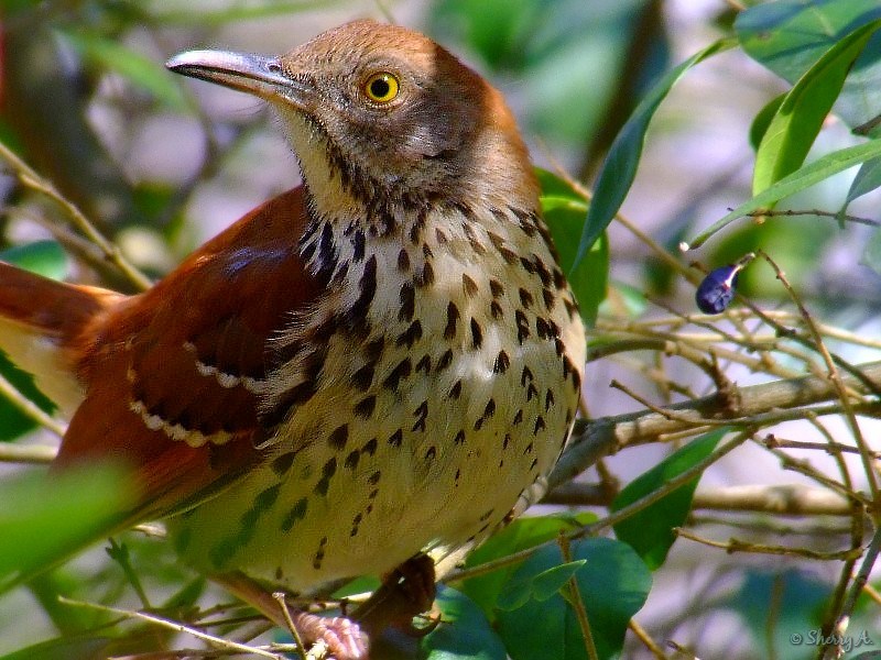 thrush