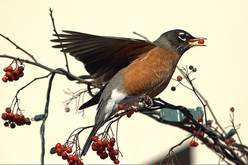 American robin