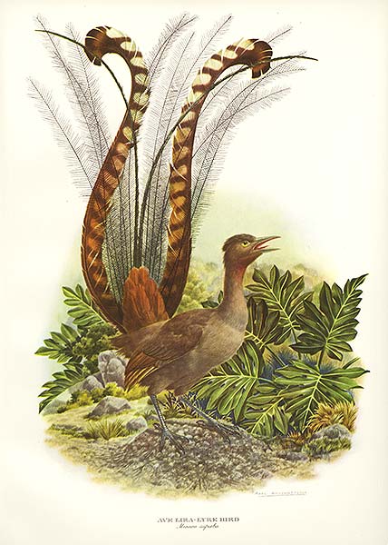 lyre bird
